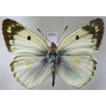 Colias hyale (Linnaeus, 1758) Szlaczkoń siarecznik Poland100n